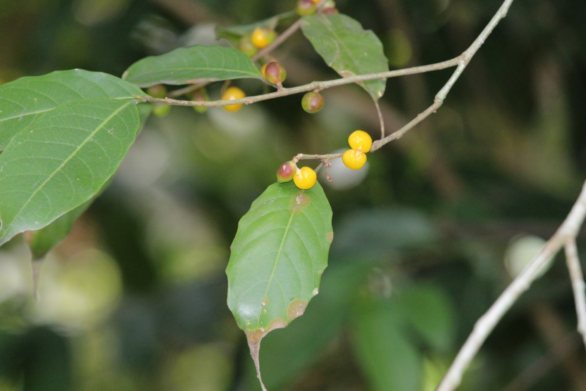 Aporosa lanceolata (Tul.) Thwaites